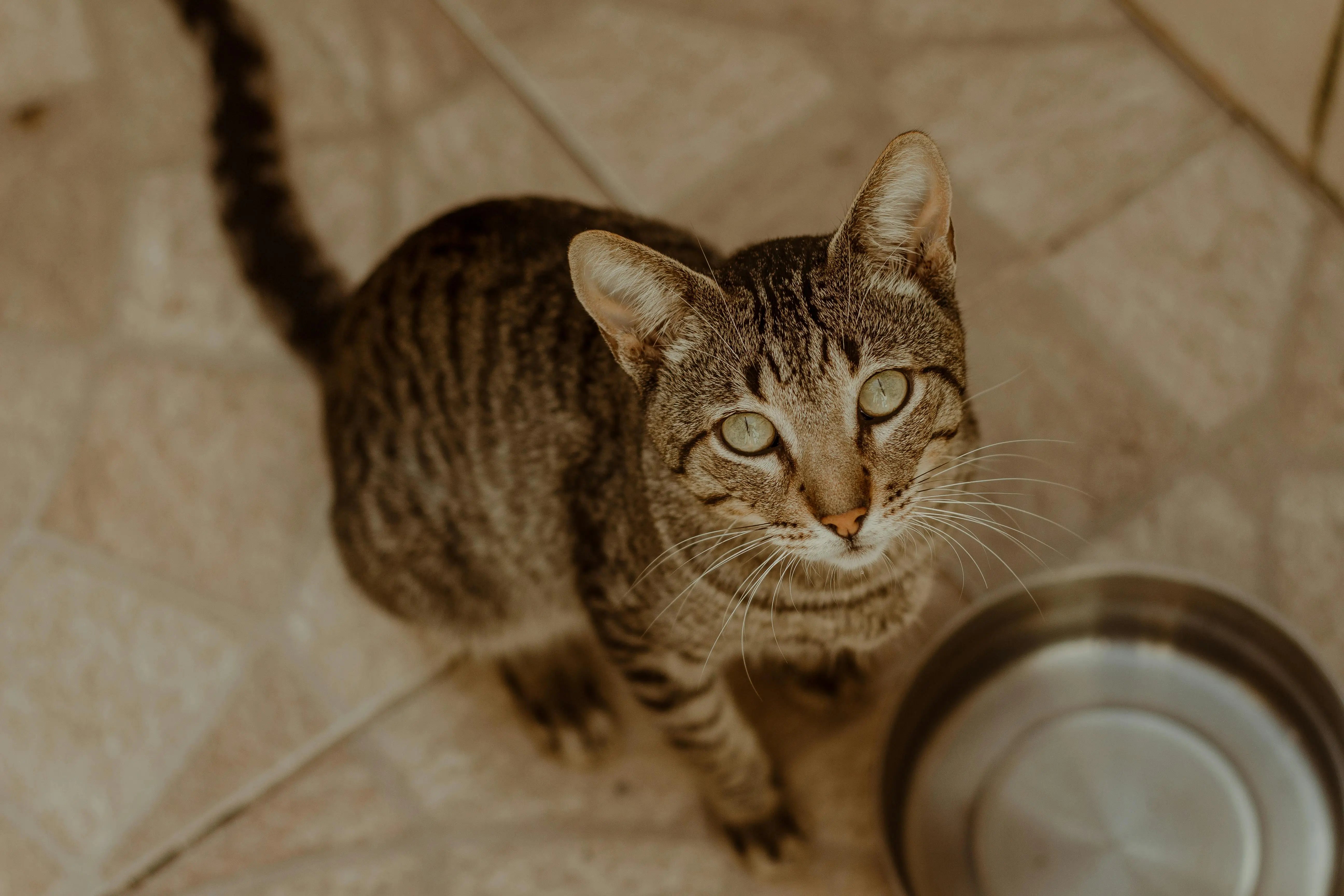 Pourquoi mon chat boit au robinet ? Et comment l’aider à mieux s’hydrater