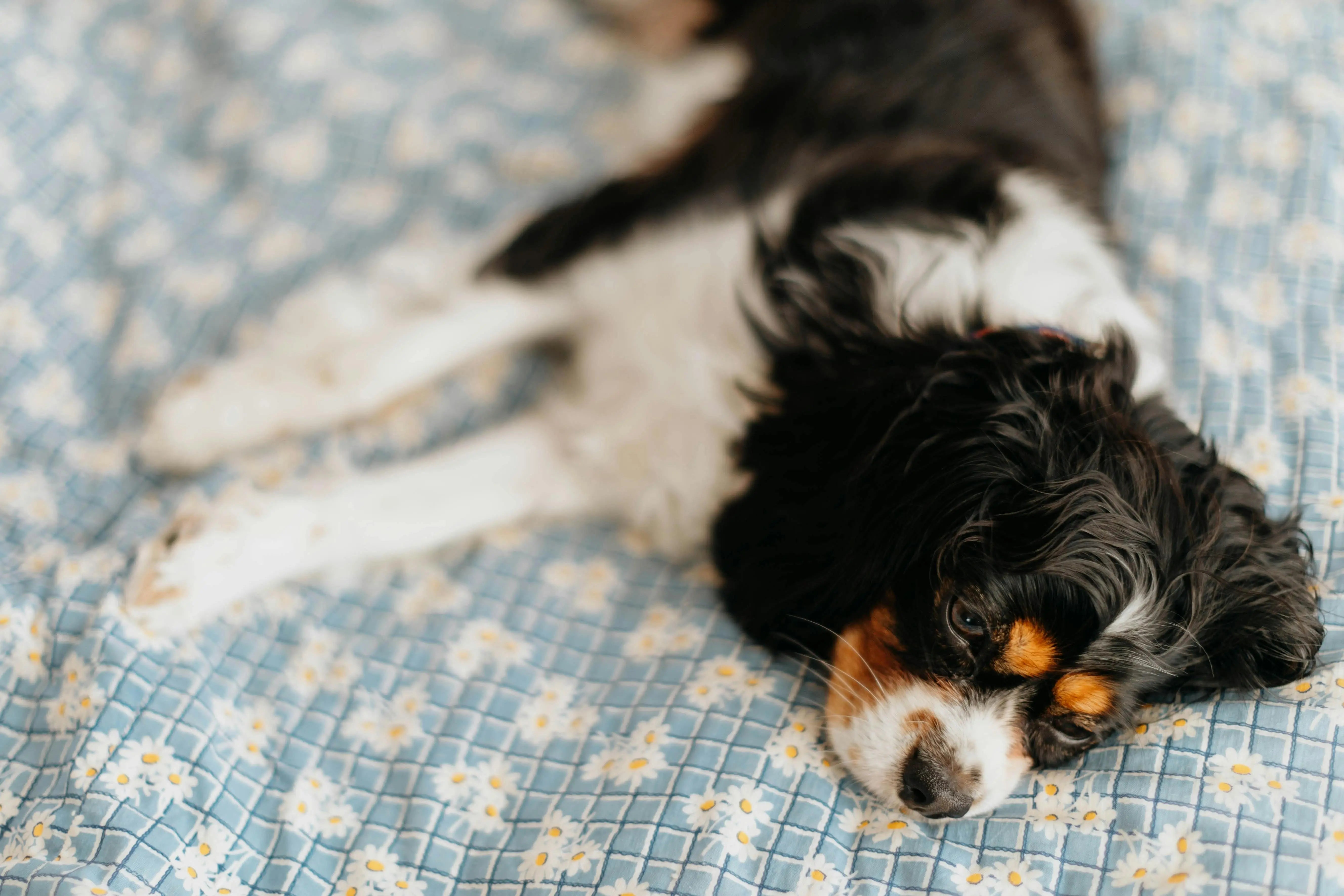 Pourquoi mon chien dort mal la nuit ? Solutions douces pour un sommeil apaisé