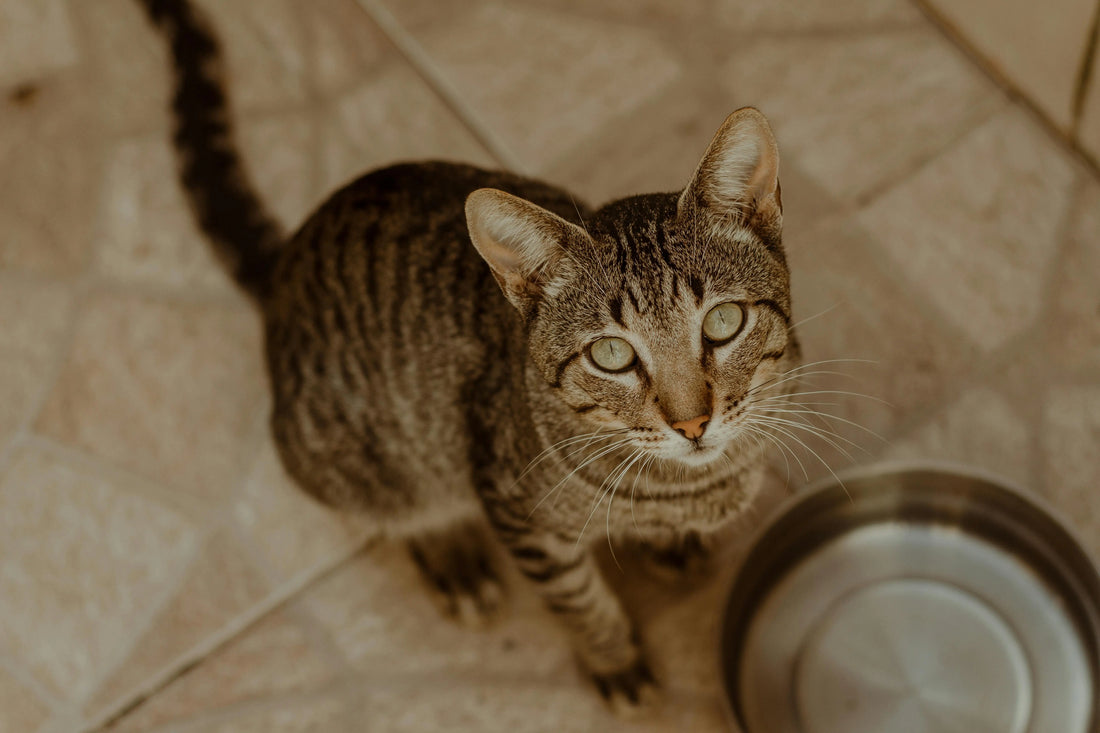 Pourquoi-mon-chat-boit-au-robinet-Et-comment-l-aider-à-mieux-s-hydrater Miaulou