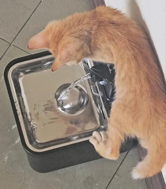 Pourquoi mon chat ne boit pas assez ? Signes de déshydratation à connaître - Miaulou