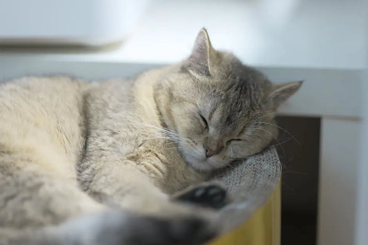 Tout savoir sur le lit grotte chat : comment choisir le plus douillet pour votre animal